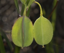 Calochortus amabilis