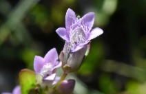 Gentianella amarella - Calflora