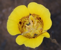 Calochortus luteus