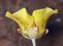 Calochortus luteus