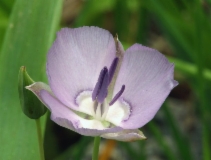 Calochortus nudus