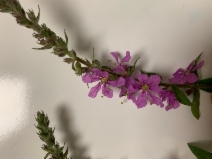 Lythrum salicaria