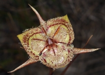 Calochortus tiburonensis