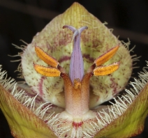 Calochortus tiburonensis