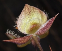 Calochortus tiburonensis