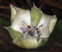 Calochortus umbellatus