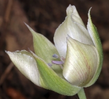 Calochortus umbellatus