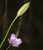 Calochortus nudus