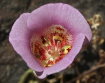 Calochortus venustus