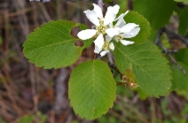 Amelanchier alnifolia