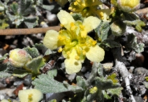 Purshia tridentata