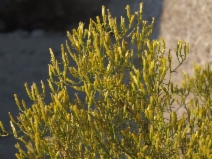 Chrysothamnus viscidiflorus ssp. axillaris