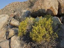 Chrysothamnus viscidiflorus ssp. axillaris