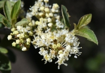 Ceanothus cordulatus