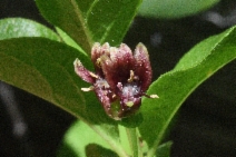 Lonicera conjugialis - Calflora