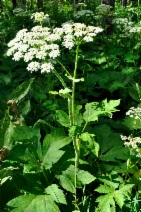 Heracleum maximum