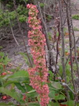 Rumex occidentalis