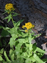 Senecio triangularis