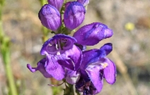 Penstemon strictus