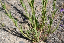 Penstemon strictus