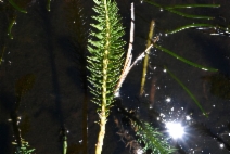 Hippuris vulgaris
