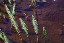 Hippuris vulgaris