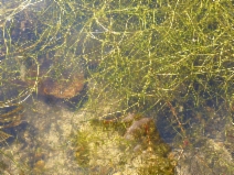 Zannichellia palustris