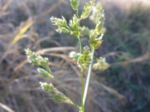 Phalaris arundinacea