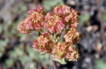 Eriogonum ursinum