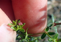 Galium bolanderi