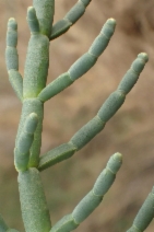 Salicornia pacifica