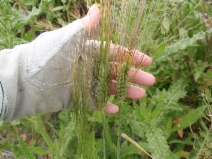Triticum aestivum
