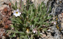 Polemonium pulcherrimum