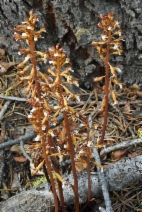Corallorhiza maculata var. maculata
