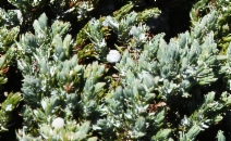 Juniperus communis var. saxatilis
