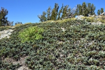 Juniperus communis var. saxatilis