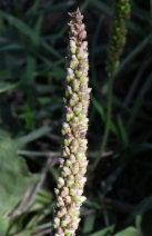 Plantago major