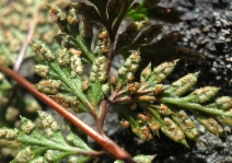 Aspidotis carlotta-halliae