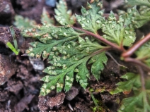 Aspidotis californica