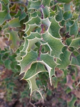 Berberis aquifolium var. dictyota