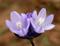 Dichelostemma capitatum ssp. capitatum