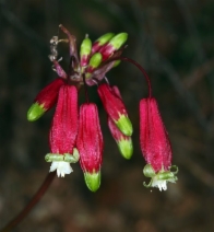 Brodiaea ida-maia