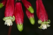 Brodiaea ida-maia