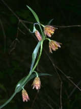 Fritillaria affinis