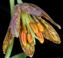 Fritillaria affinis