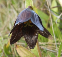 Fritillaria biflora var. biflora