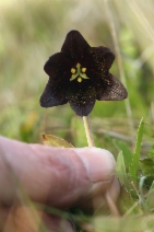 Fritillaria biflora var. biflora