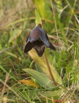 Fritillaria biflora