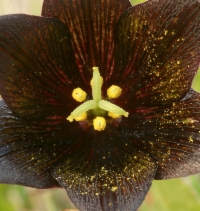 Fritillaria biflora var. biflora