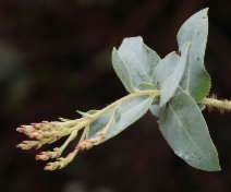 Arctostaphylos andersonii
